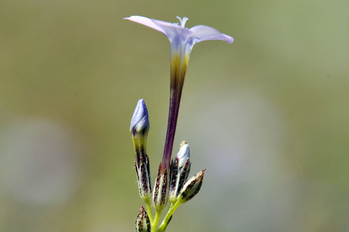 Gilia flavocincta, Lesser Yellowthroat Gilia